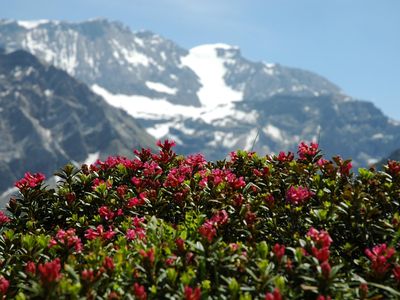 Wildstrubel mit Alpenrosen