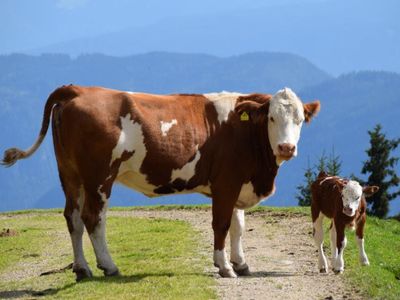 Kuh Anna mit Kälbchen Annabel