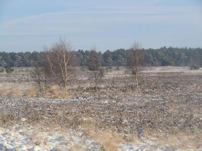 Heide im Winter