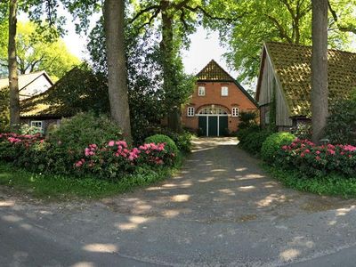 Rhododendronblüte