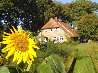 Sonnenblumen