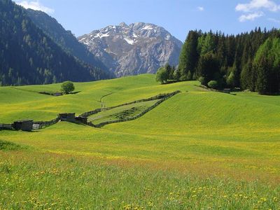 Tolle Frühlingslandschaft mit Löwenzahnblüte