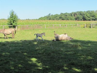 Hauseigene Koppel mit angrenzender Landschaft