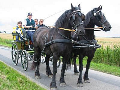 Tierische Hofbewohner 5