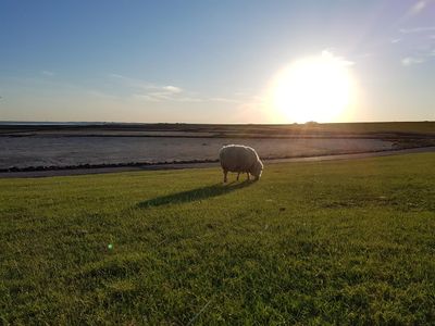 Sonnenuntergang am Deich