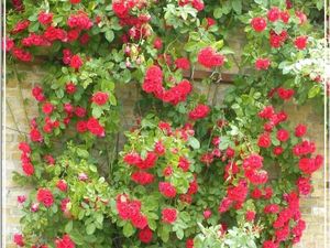 Rote Rosen