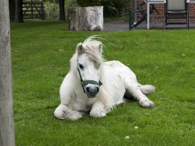Pony "Pünktchen"