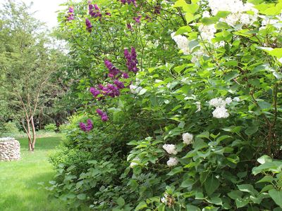 Blumen im Garten