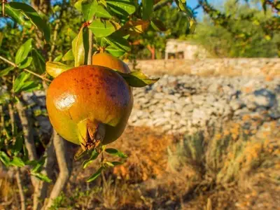 Ferienwohnung für 3 Personen in Stari Grad 9/10