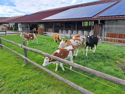 Kuhstall mit Kälberauslauf