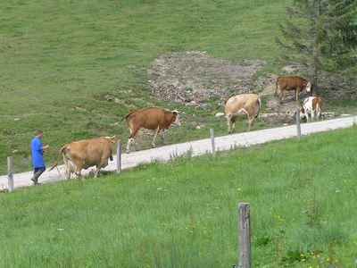 Leierberg Alm