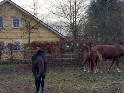 Ferienwohnung für 5 Personen (70 m²) in Staven 4/10
