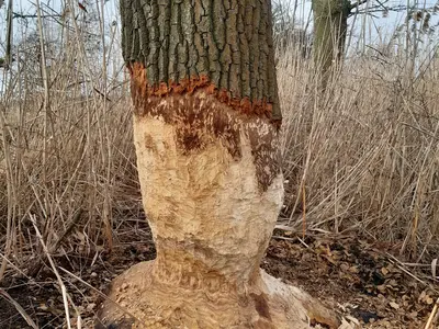Ferienwohnung für 4 Personen (45 m²) in Stechow-Ferchesar 9/10