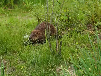 Ferienwohnung für 4 Personen (45 m²) in Stechow-Ferchesar 10/10