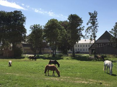 Unsere Ponys/Pferde vor dem Hof