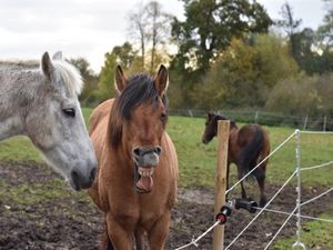 22180403-Ferienwohnung-5-Steinberg (Schleswig-Holstein)-300x225-4