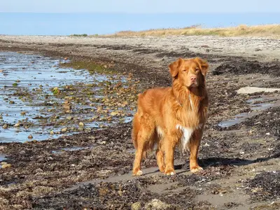 Hunde sind bei uns willkommen