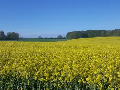 Ferienwohnung für 3 Personen (40 m²) in Steinfeld (Schleswig-Holstein) 9/9