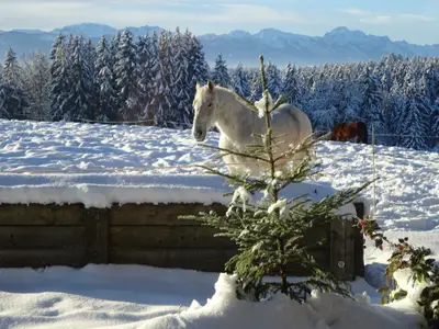 Ferienwohnung für 5 Personen (70 m²) in Steingaden 10/10