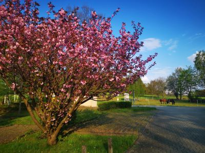 Frühling pur