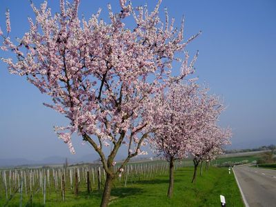 Mandelblüte an der Südlichen Weinstraße