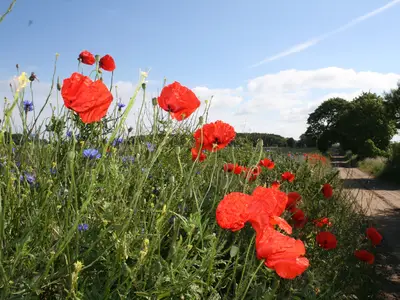 GardenSummer
