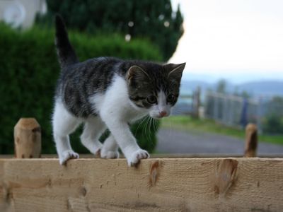 Kater Moritz - ein kleiner Traumtänzer