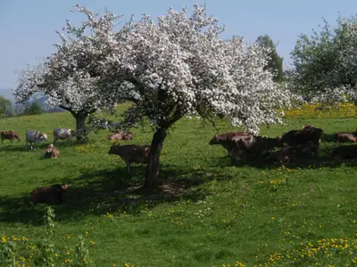 Das gibt richtig gute Maibutter!