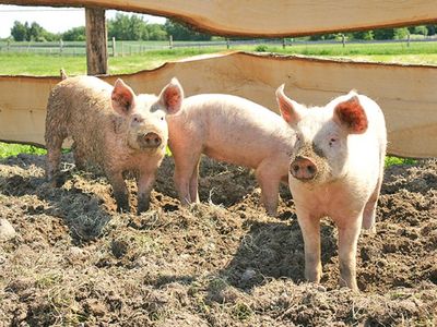 Schweine im Streichelgehege