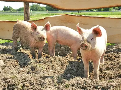 Schweine im Streichelgehege