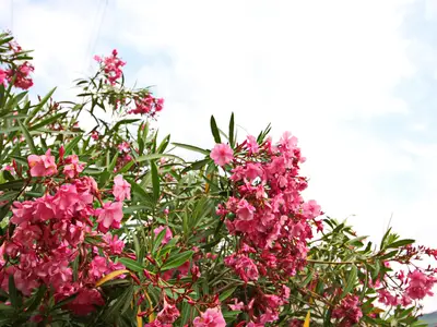 GardenSummer