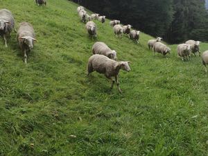 24020039-Ferienwohnung-7-Strass im Zillertal-300x225-5