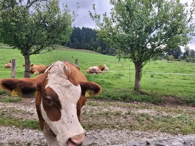 Ferienwohnung für 5 Personen (50 m²) in Strobl 6/10