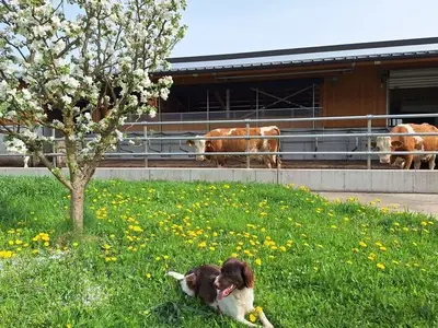 Ferienwohnung für 4 Personen (81 m²) in Strobl 3/10