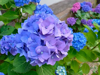 Ferienwohnung für 3 Personen (40 m²) in Hösseringen 8/10