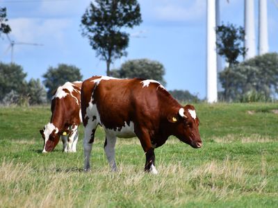 Kühe auf der nahegelegenen Weide