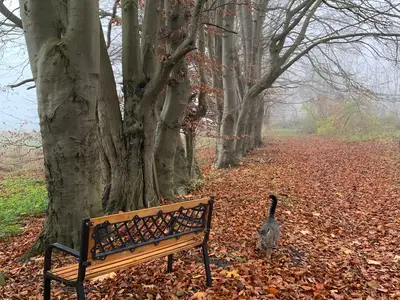 Ferienwohnung für 4 Personen (40 m²) in Süderholz 8/10