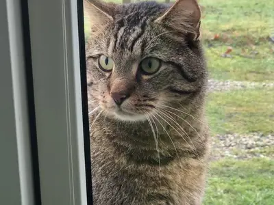 Ferienwohnung für 4 Personen (40 m²) in Süderholz 9/10