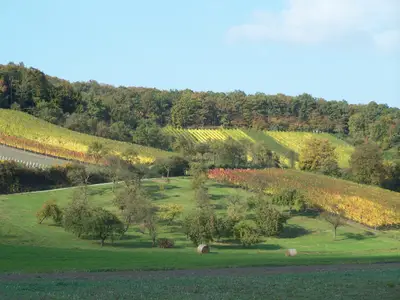 Weinlage Pfaffenberg