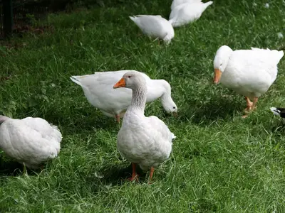 Ferienwohnung für 6 Personen (75 m²) in Sulzfeld 1/10