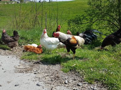 Ferienwohnung für 4 Personen (67 m²) in Sundern 8/10