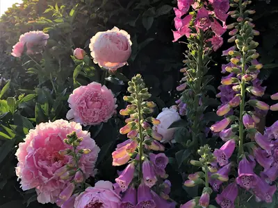 Garten
