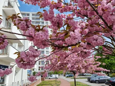 Ferienwohnung für 6 Personen (73 m²) in Swinemünde 2/10