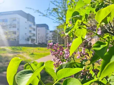 Ferienwohnung für 4 Personen (40 m²) in Swinemünde 2/10
