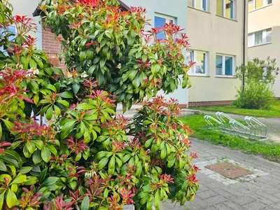 Ferienwohnung für 6 Personen (50 m²) in Swinemünde 3/10
