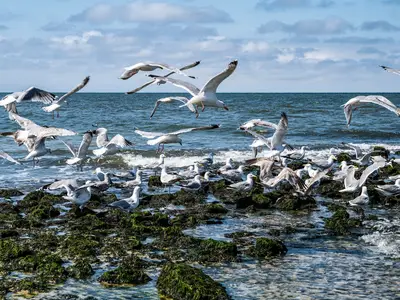Ferienwohnung für 4 Personen (48 m²) in Sylt-Ost 8/10