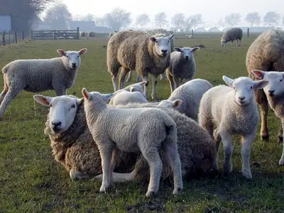 Ferienwohnung für 4 Personen (60 m²) in Sylt-Ost 7/10