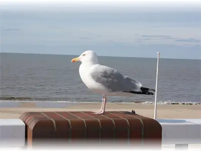 Ferienwohnung für 4 Personen (60 m²) in Westerland (Sylt) 10/10