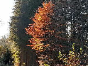 23082371-Ferienwohnung-4-Tännesberg-300x225-4