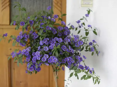 Ferienwohnung für 3 Personen (35 m²) in Tannheim 7/10